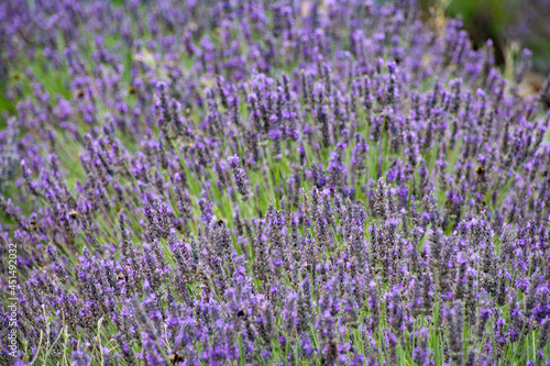 A closeup of a lavender patch.