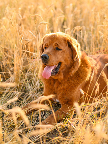Vertical portrait of a red-haired mastiff in a field. Big dog lies at sunset in a wheat field