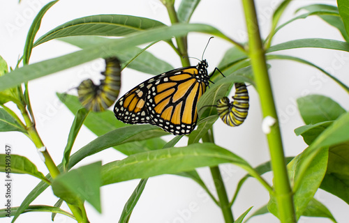 Monarch butterfly sitting on a milkweed with caterpillars