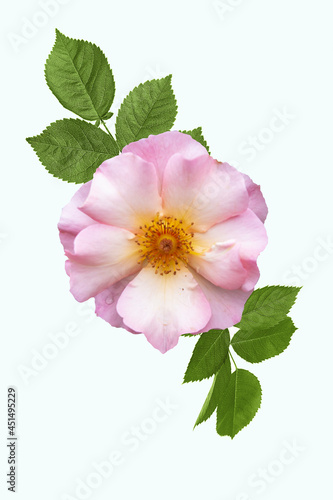 Rosa odorata or dog rose isolated on white background. Wild rose
