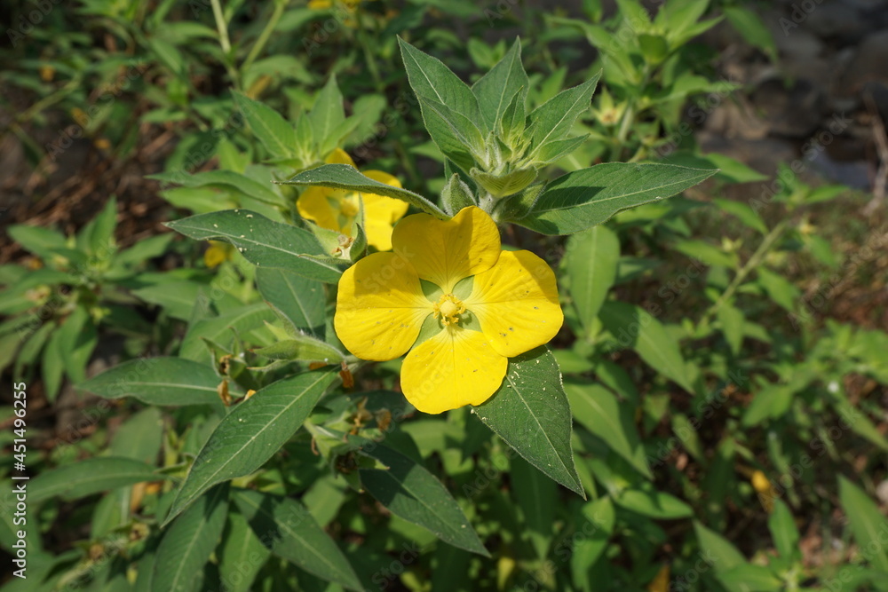 Ludwigia grandiflora with a natural background Ludwigia grandiflora with a natural background