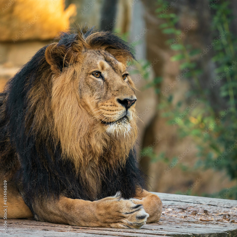 Fototapeta premium The lion is a species in the family Felidae and a member of the genus Panthera. It is most recognisable for its muscular, deep-chested body, short, rounded head, round ears, and a hairy tuft.