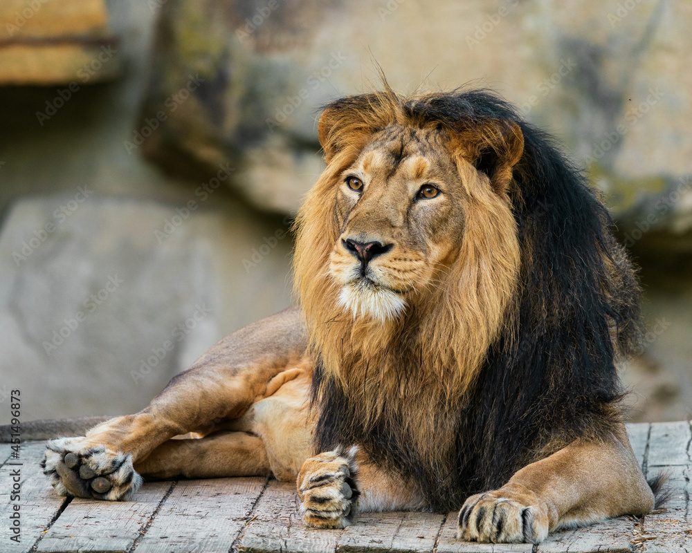 The lion is a species in the family Felidae and a member of the genus Panthera. It is most recognisable for its muscular, deep-chested body, short, rounded head, round ears, and a hairy tuft. The lion is a species in the family Felidae and a member of the genus Panthera. It is most recognisable for its muscular, deep-chested body, short, rounded head, round ears, and a hairy tuft.
