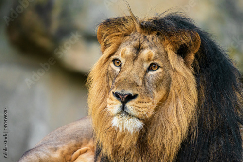 The lion is a species in the family Felidae and a member of the genus Panthera. It is most recognisable for its muscular, deep-chested body, short, rounded head, round ears, and a hairy tuft. © Ondrej Novotny
