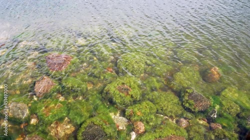 Stones are overgrown with algae near the coastline. Baltic Sea green background of algae seaweed.