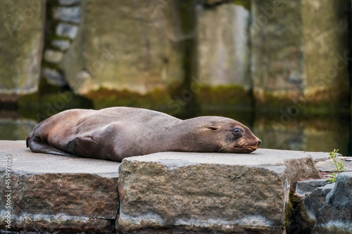 Sea lion laying on the rock.