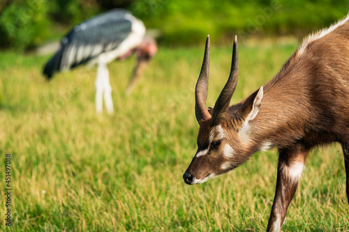 Fotografía The sitatunga or marshbuck (Tragelaphus spekii) is a swamp-dwelling antelope found throughout central Africa, centering on the Democratic Republic of the Congo