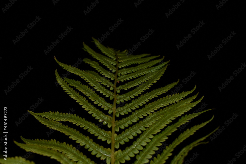 Green fern leaf Isolated on black background. Green fern leaf Isolated on black background.