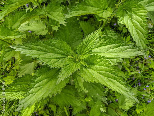 Fresh nettle leaves. Thickets of nettles. Medicinal plant. Green leaves background.