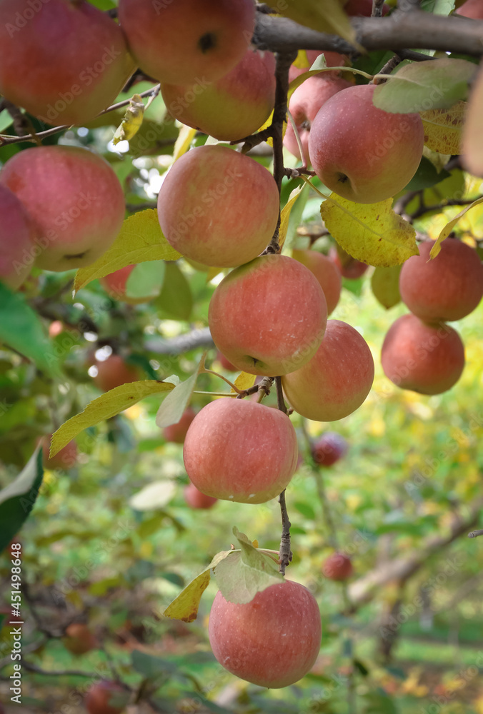 Apples hanging on tree branches Apples hanging on tree branches