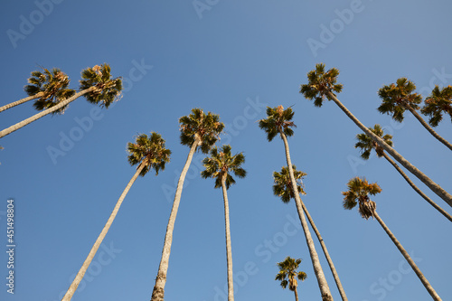 California Palm Trees