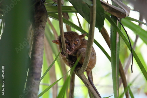 Philippine tarsier, one of the smallest primates in the Bohol, Philippine