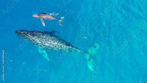 Top down view of a whale and its calf swimming in the Pacific