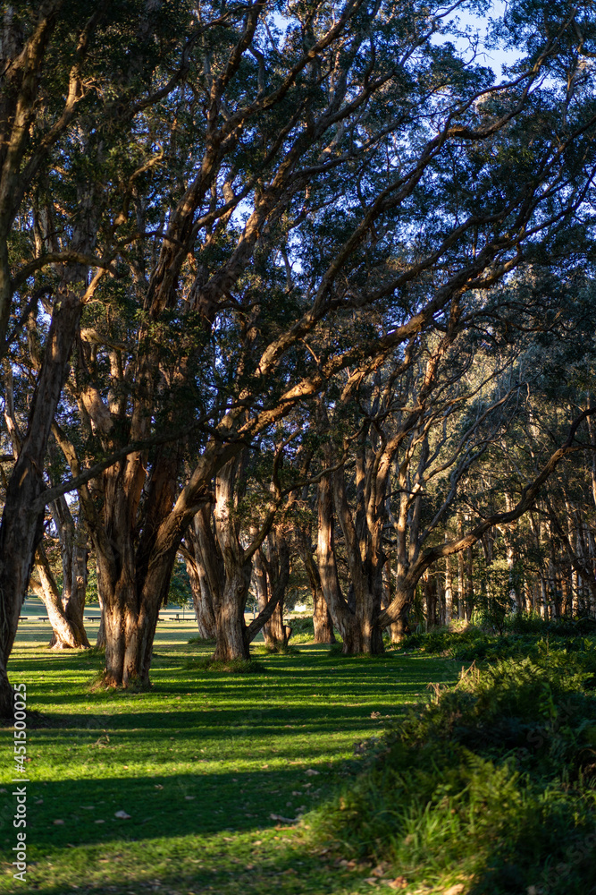 Naklejka premium autumn park in the park