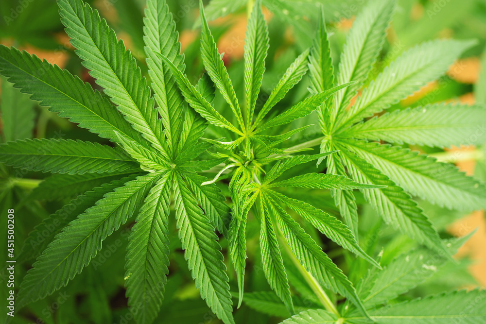 Marijuana leaves, cannabis on a dark background, beautiful background, indoor cultivation Marijuana leaves, cannabis on a dark background, beautiful background, indoor cultivation