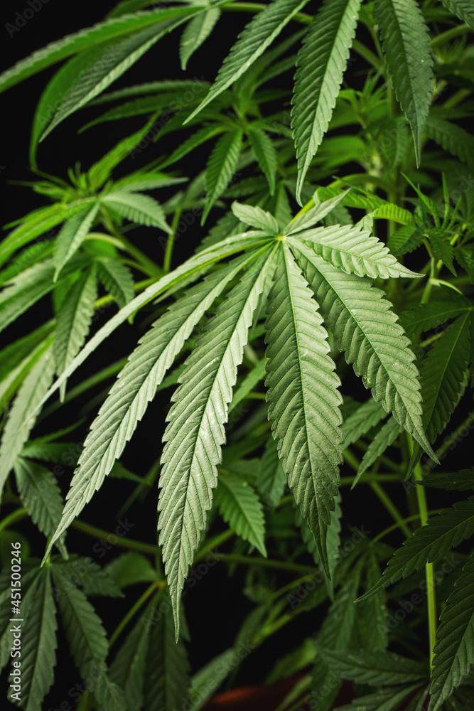 Marijuana leaves, cannabis on a dark background, beautiful background, indoor cultivation Marijuana leaves, cannabis on a dark background, beautiful background, indoor cultivation
