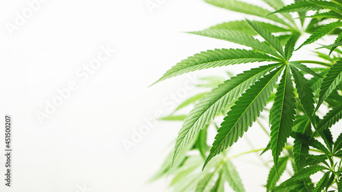 Marijuana leaves  cannabis on a white background  beautiful background  indoor cultivation. With copy space