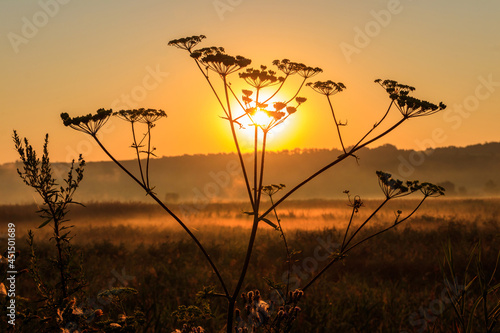 Silhouette of wildflower against rising sun. Beautiful sunrise over a meadow with wildflowers at summer