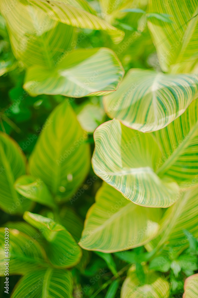Obraz premium 夏の植物
