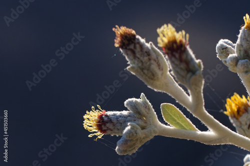 Closeups shot of artemisia austriaca buds