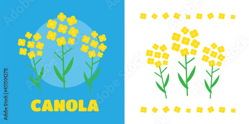 Canola flower vector illustration. Canola flower concept in flat style. Canola flowers