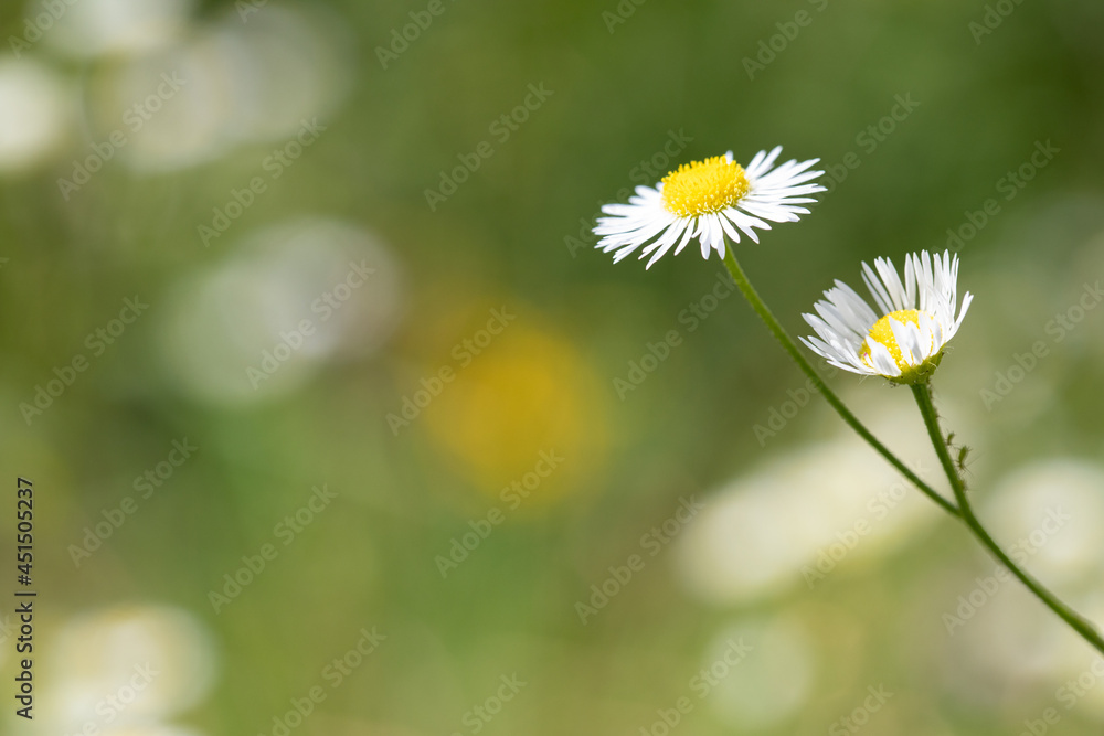 White Fleabane (Erigeron annuus) with blurred green summer nature background