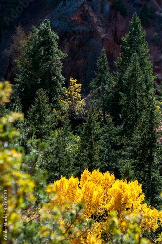 Brilliant Yellow Fall Color