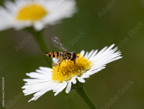 A Flower Fly  on a white Fleabane wildflower (Erigeron annuus)