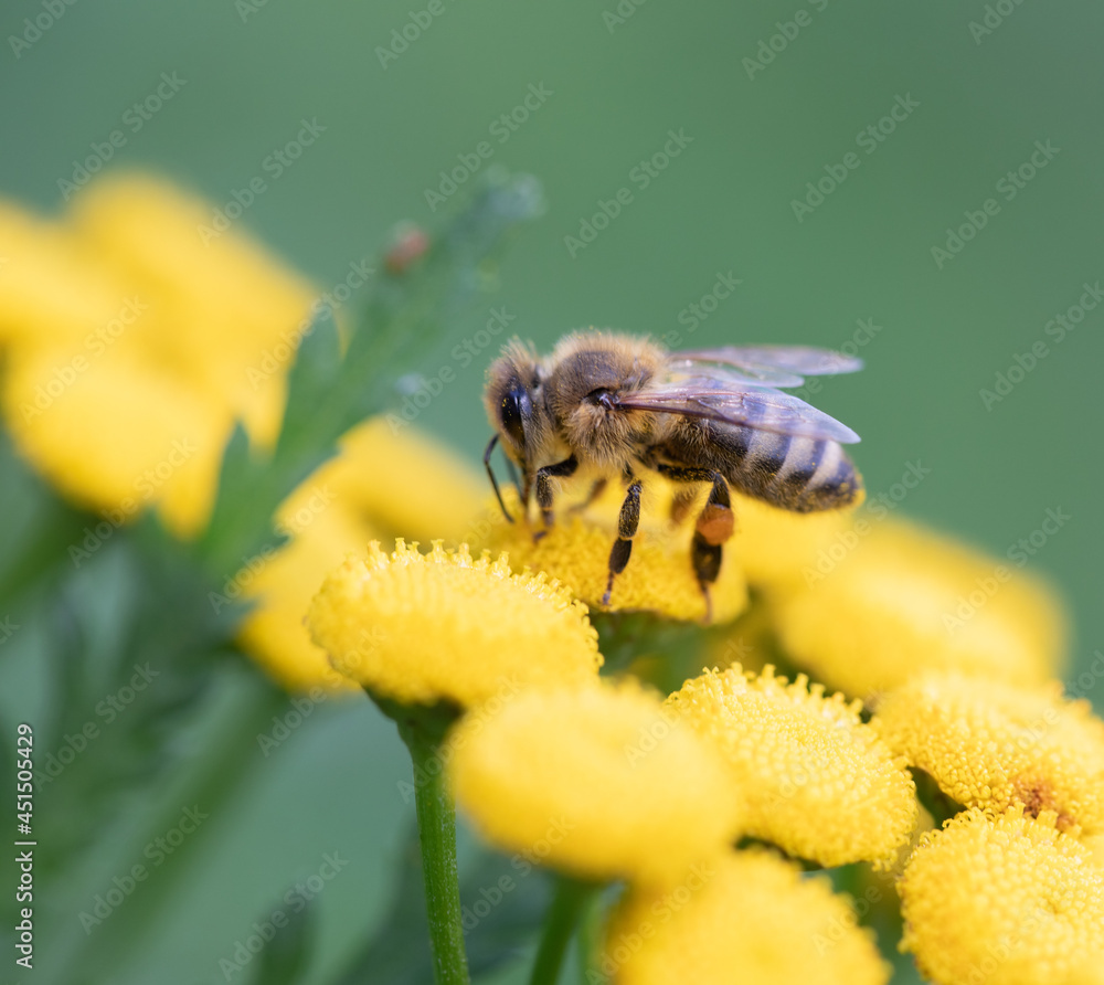 A Honey bee 