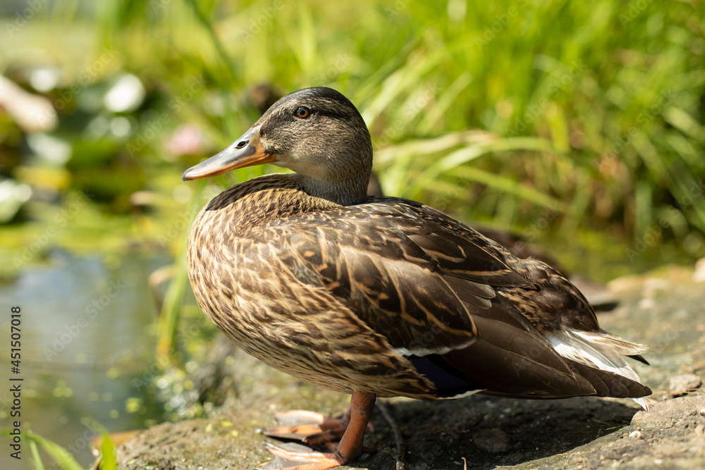 Duck on the shore of the pond. Duck shot close.