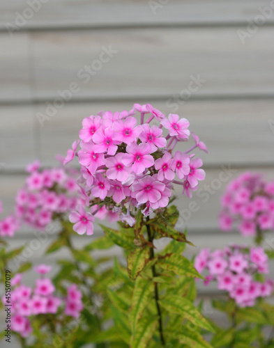 Beautiful pink flowers growing outside on a summer day