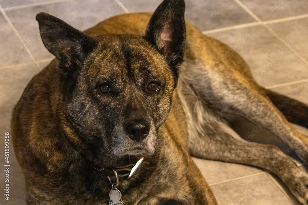 brindle dog on tile stares at camera brindle dog on tile stares at camera