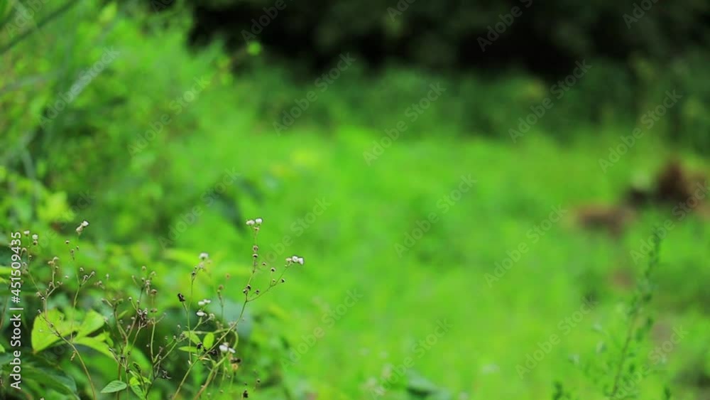 雨の日の草原 水滴 雨の日の草原 水滴