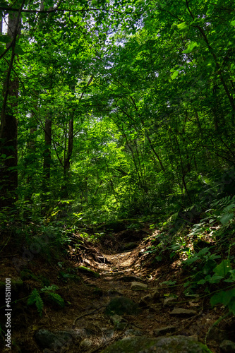 path in the forest under the sun