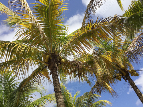 Palm trees   Caribbean sea   Cozmel Island  Mexico