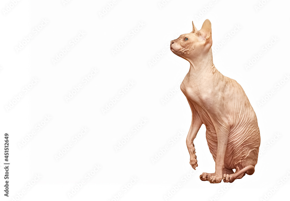 Sphynx silst hairless cat and raises his paw