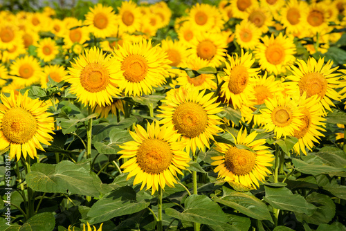 ひまわりの丘に咲く夏の花向日葵