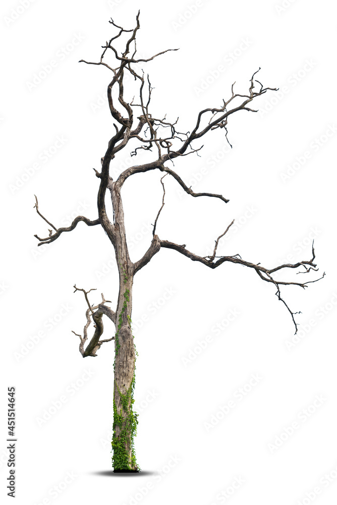 Dead tree isolated on a white background, clipping path. Dead tree isolated on a white background, clipping path.