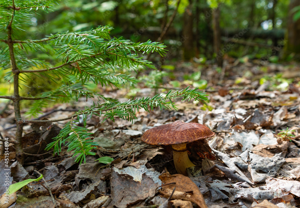 mushrooms in the forest