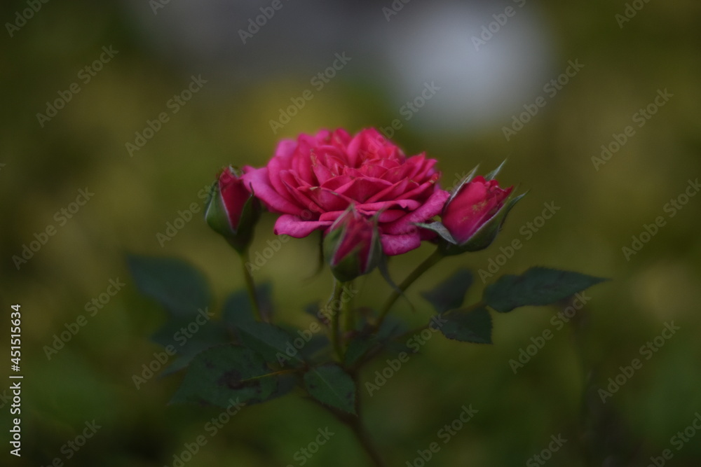 pink rose in the garden