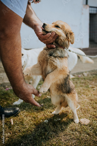 Vertical shot of a man playing with a cute puppy photo