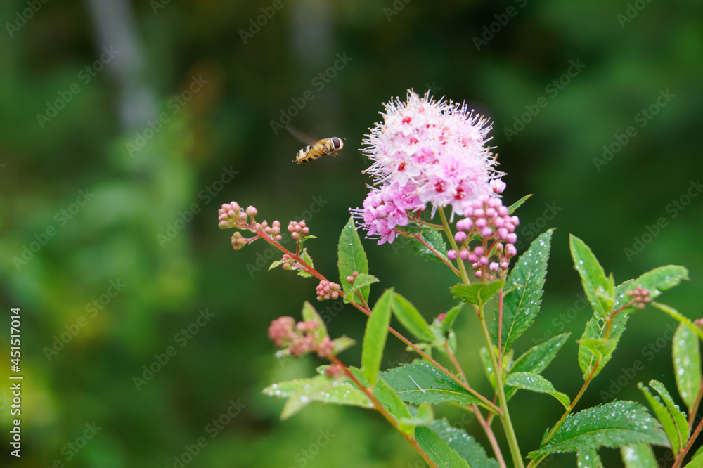 bee on thistle bee on thistle