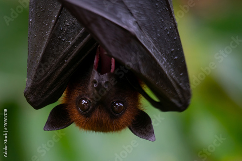 bat on a branch