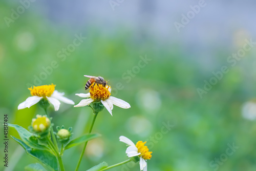 Bee with flowers in nature blurred background