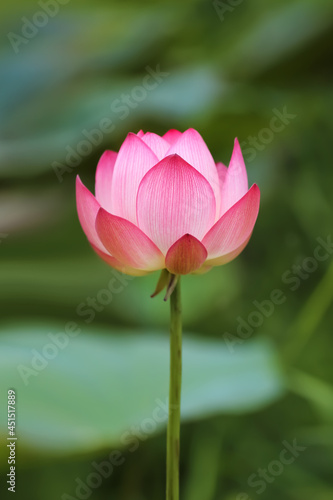 Blossom pink lotus flower in pond nature background