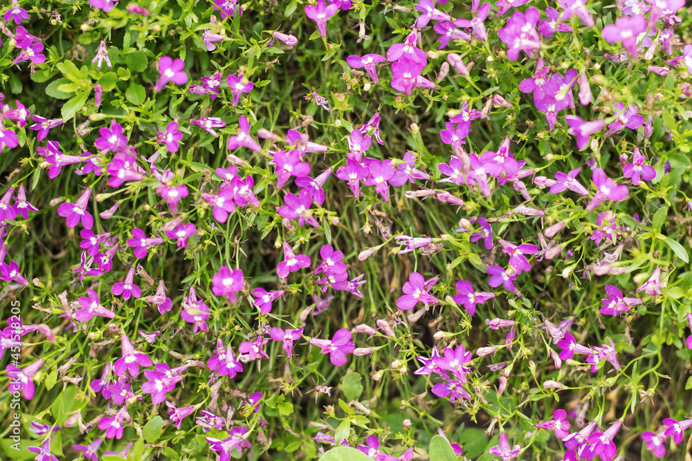 Background of small purple beautiful flowers with stems. Background of small purple beautiful flowers with stems.