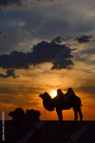 Beautiful sunset over the land of Mongolia and silhouette of Bactrian camel © Sona