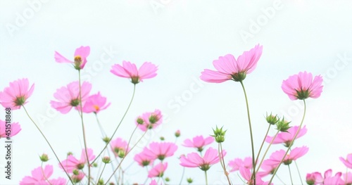 ピンクのコスモスと白い背景、秋桜のバックショット、背景素材