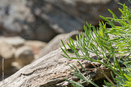 Sea fennel or Rock samphire plant outdoors photo