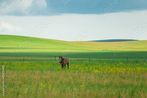 The horses on Hulun Buir grassland, Inner Mongolia, summer time.